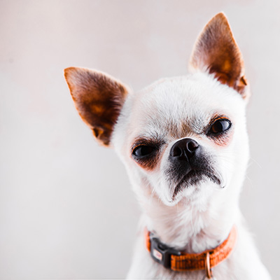 an image of a white short-haired chihuaha looking very cross against a blank background. his name is Buster. he is very mad indeed at terrible alcohol policy.