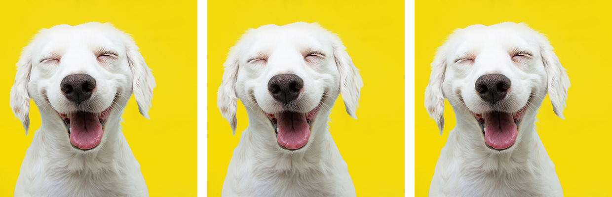 three copies of a very happy white labrabor retriever against a yellow background. This is Sergio. He is an advocate for healthy communities in California, and he has smelled a victory for prevention. happy dog 3