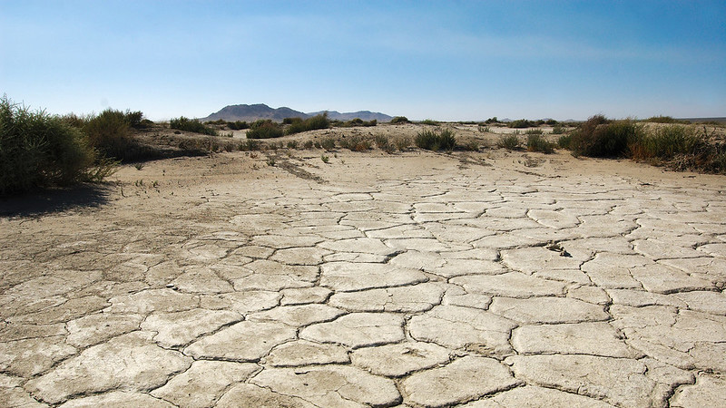 cracked brown mud in a dry lake bed, surrounded by arid brush