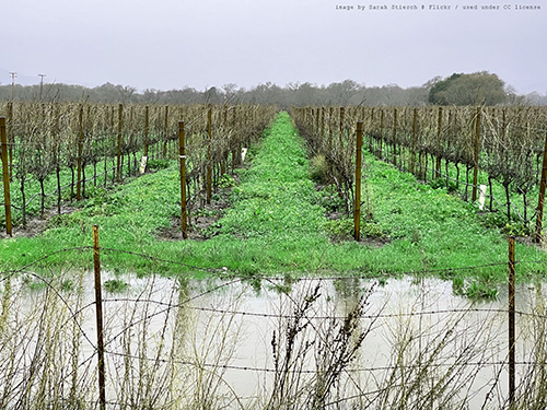 On a cloudy day, a pool of brown water standing in front of four rows of barren grapevines with green grass growing between them