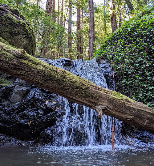a log covered in green moss fallen in front of a waterfall, behind which redwood trees stretch into a sunny sky