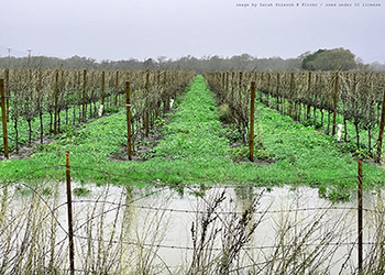 an image of a flooded vineyard with green weeds growing between the dead vines and a grey sky above it all