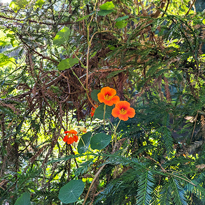 orange flowers bloom from within a thicket of redwood scales